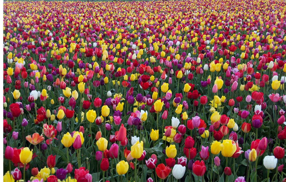 tulips
